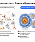 Ashwagandha Liposomal (Cápsulas): Convencional frente a liposomal