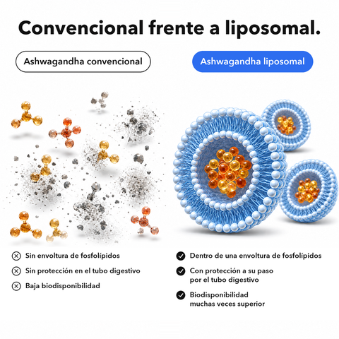 Ashwagandha Liposomal: Convencional frente a liposomal