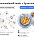 Coenzima Q10 Liposomal: Convencional frente a liposomal