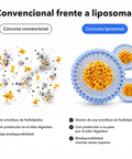 Extracto de Cúrcuma Liposomal: Convencional frente a liposomal