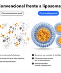 Extracto de Cúrcuma Liposomal (Cápsulas): Convencional frente a liposomal