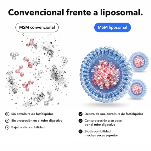 MSM Liposomal: Convencional frente a liposomal