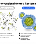 Quercetina Liposomal: Convencional frente a liposomal