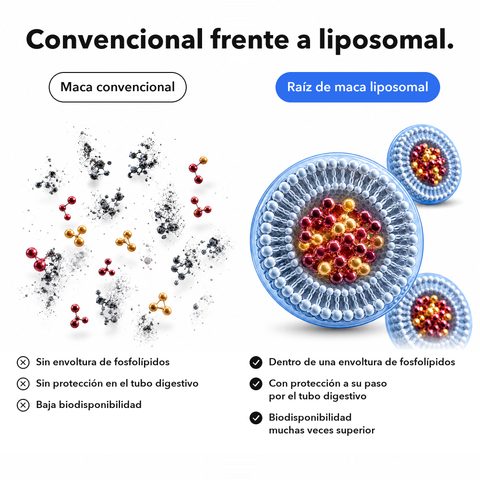 Raíz de Maca Liposomal: Convencional frente a liposomal