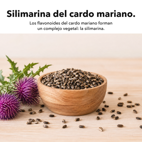 Extracto de Cardo Mariano Liposomal: Silimarina del cardo mariano