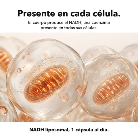 NADH Liposomal: Presente en cada célula